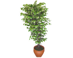 Ficus zel Starlight 1,75 cm   Bursa iek gnder mudanya cicek , cicekci 
