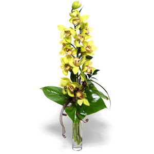  Bursa iek gnder iek yolla nilfer nternetten iek siparii  cam vazo ierisinde tek dal canli orkide