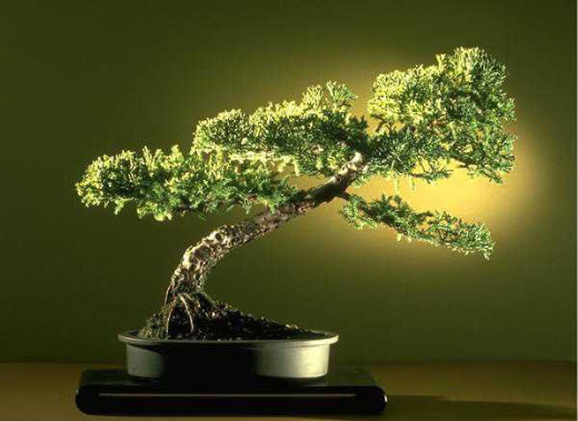 ithal bonsai saksi iegi  Bursa iek gnder yeniehir ieki maazas 