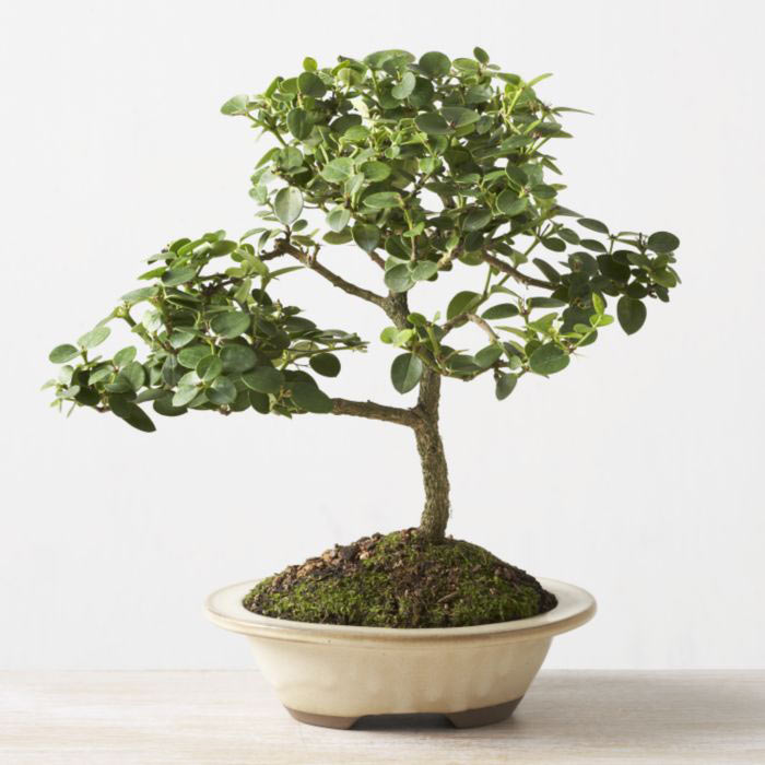 ithal bonsai saksi iegi  Bursa iek gnder iznik iek online iek siparii 
