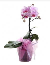 1 dal pembe orkide saks iei  Bursa iek gnder inegl kaliteli taze ve ucuz iekler 