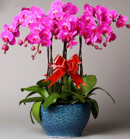7 dall mor orkide  Bursa iek gnder iznik iek online iek siparii 