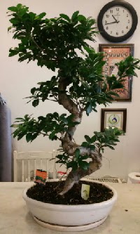 100 cm yksekliinde dev bonsai japon aac  Bursa iek gnder iek yolla nilfer nternetten iek siparii 
