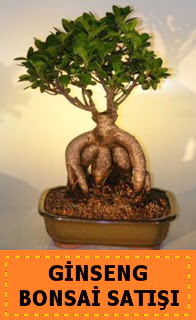 Ginseng bonsai sat japon aac  Bursa iek gnder mudanya cicek , cicekci 