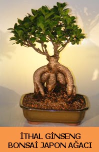thal japon aac ginseng bonsai sat  Bursa iek gnder iek yolla nilfer nternetten iek siparii 