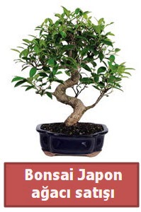 Japon aac bonsai sat  Bursa iek gnder mustafa kemal paa iek siparii sitesi 