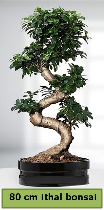 80 cm zel saksda bonsai bitkisi  Bursa iek gnder karacabey ieki telefonlar 