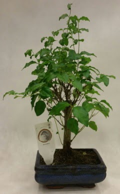 Minyatr bonsai japon aac sat  Bursa iek gnder karacabey ieki telefonlar 