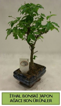 thal bonsai japon aac bitkisi  Bursa iek gnder iznik hediye sevgilime hediye iek 