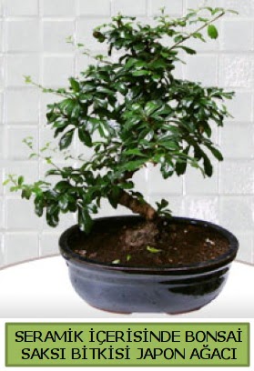 Seramik vazoda bonsai japon aac bitkisi  Bursa iek gnder mustafa kemal paa iek siparii sitesi 
