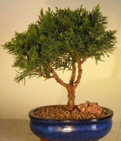 Servi am bonsai japon aac bitkisi  Bursa iek gnderme sitesi karacabey iek yolla 