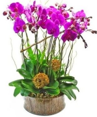 Ahap ktkte lila mor orkide 8 li  Bursa iek gnderme sitesi osmangazi internetten iek sat 