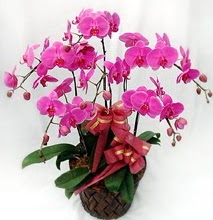 Sepet ierisinde 5 dall lila orkide  Bursa iek gnder ucuz iek gnder 