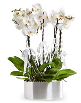 Be dall metal saksda beyaz orkide  Bursa iek gnderme sitesi karacabey iek yolla 