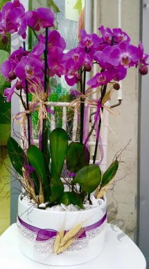 Seramik vazoda 4 dall mor lila orkide  Bursa iek gnder online iek gnderme sipari 