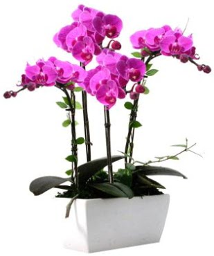 Seramik vazo ierisinde 4 dall mor orkide  Bursa iek gnderme sitesi orhangazi iek sat 