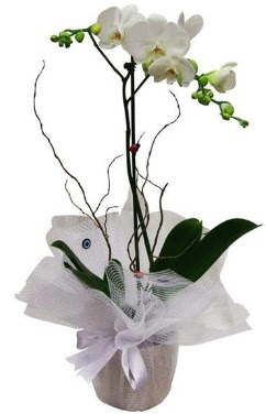 Tek dall beyaz orkide  Bursa iek gnder mudanya cicek , cicekci 