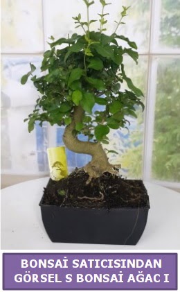 S dal erilii bonsai japon aac  Bursa iek gnderme sitesi orhangazi iek sat 