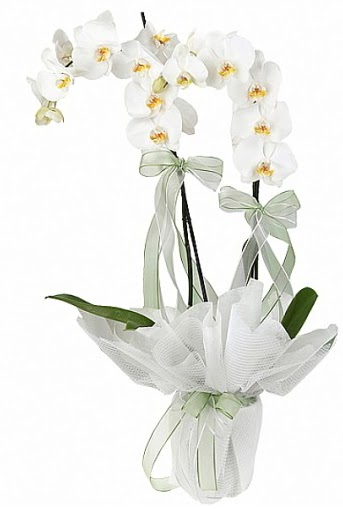 ift Dall Beyaz Orkide  Bursa iek gnderme sitesi nilfer anneler gn iek yolla 