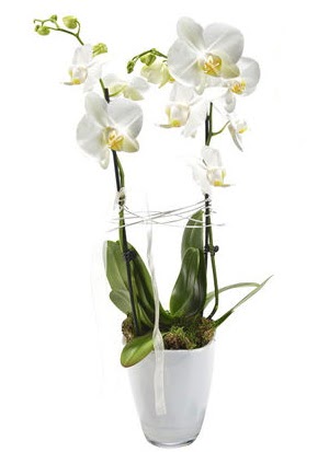2 dall beyaz seramik beyaz orkide sakss  Bursa iek gnder osman gazi iek gnderme sitemiz gvenlidir 