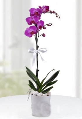 Tek dall saksda mor orkide iei  Bursa iek gnder orhaneli iekiler 