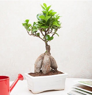 Exotic Ficus Bonsai ginseng  Bursa iek gnder inegl iek servisi , ieki adresleri 