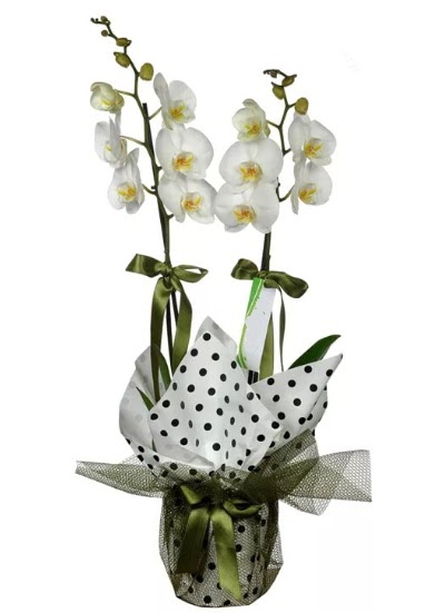 ift Dall Beyaz Orkide  Bursa iek gnder karacabey 14 ubat sevgililer gn iek 