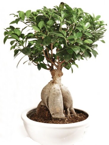 Ginseng bonsai japon aac ficus ginseng  Bursa iek gnder iek yolla nilfer nternetten iek siparii 