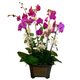  Bursa iek gnder mudanya cicek , cicekci  4 adet orkide iegi