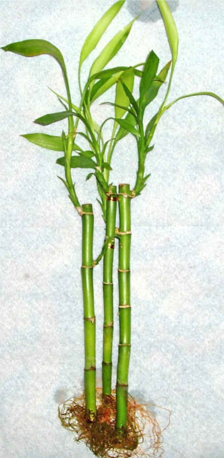 Lucky Bamboo 3 adet vazo hediye edilir   Bursa iek gnder mudanya cicek , cicekci 