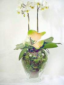  Bursa iek gnderme sitesi orhangazi iek sat  Cam yada mika vazoda zel orkideler