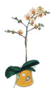  Bursa iek gnder online iek gnderme sipari  Phalaenopsis Orkide ithal kalite