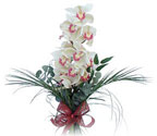  Bursa iek gnder mustafa kemal paa iek siparii sitesi  Dal orkide ithal iyi kalite