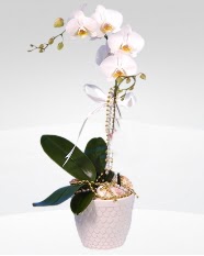 1 dall orkide saks iei  Bursa iek gnder osmangazi online ieki , iek siparii 