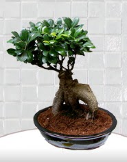 saks iei japon aac bonsai  Bursa iek gnder inegl kaliteli taze ve ucuz iekler 