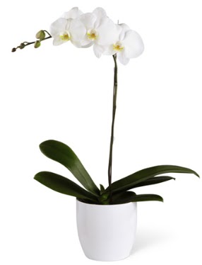 1 dall beyaz orkide  Bursa iek gnder karacabey 14 ubat sevgililer gn iek 