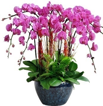 9 dall mor orkide  Bursa iek gnder karacabey 14 ubat sevgililer gn iek 