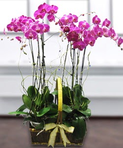 4 dall mor orkide  Bursa iek gnderme sitesi gemlik gvenli kaliteli hzl iek 