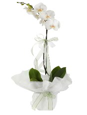 1 dal beyaz orkide iei  Bursa iek gnderme sitesi nilfer iek siparii vermek 