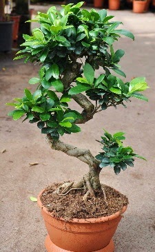 Orta boy bonsai saks bitkisi  Bursa iek gnder orhangazi internetten iek siparii 