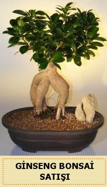 thal Ginseng bonsai sat japon aac  Bursa iek gnder mustafa kemal paa iek siparii sitesi 