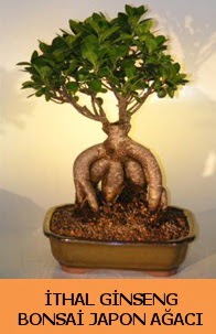 thal japon aac ginseng bonsai sat  Bursa iek gnder iek yolla nilfer nternetten iek siparii 