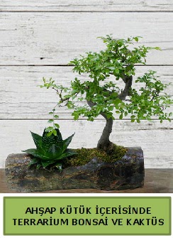Ahap ktk bonsai kakts teraryum  Bursa iek gnder orhangazi internetten iek siparii 
