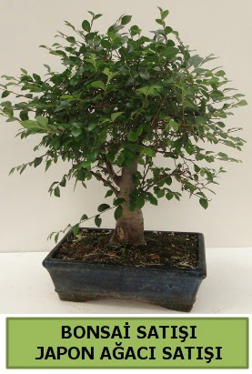 Minyatr bonsai japon aac sat  Bursa iek gnder osman gazi iek gnderme sitemiz gvenlidir 