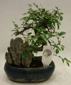 thal 1.ci kalite bonsai japon aac  Bursa iek gnderme sitesi orhangazi iek sat 