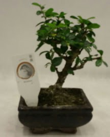 Kk minyatr bonsai japon aac  Bursa iek gnder nilfer iek gnderme 