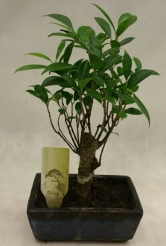 Japon aac bonsai bitkisi sat  Bursa iek gnder karacabey ieki telefonlar 