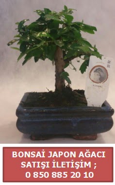 Japon aac minyar bonsai sat  Bursa iek gnderme sitesi orhangazi iek sat 