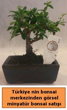 Japon aac bonsai sat ithal grsel  Bursa iek gnderme sitesi karacabey iek yolla 