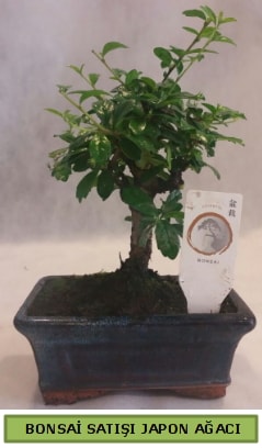 Minyatr bonsai aac sat  Bursa iek gnder nilfer iek gnderme 